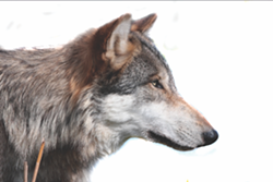 Lands Council adds to reward offered for wolf poachers, now up to $26,000