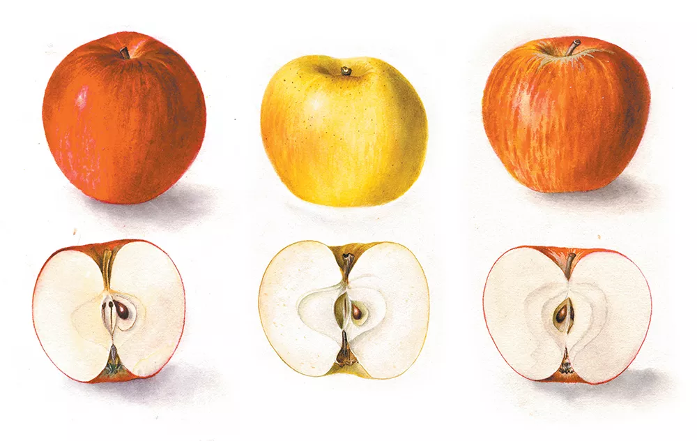 Exploring the Inland Northwest's lasting, historic ties to the versatile and durable apple