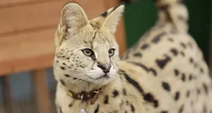 Boomer the Serval