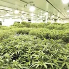 Weed shops more prevalent in poorer Washington neighborhoods, WSU study finds