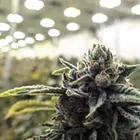 Inside the world of cannabis strains