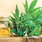 Prospect for CBD-derived products has some salivating, but debate over medicinal uses continues