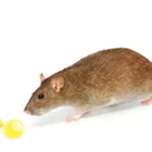 Research supports the potential for cannabidiol in relapse prevention, neuroscientists say