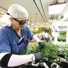 The top weed producer in the state is in Spokane Valley. They gave us a tour