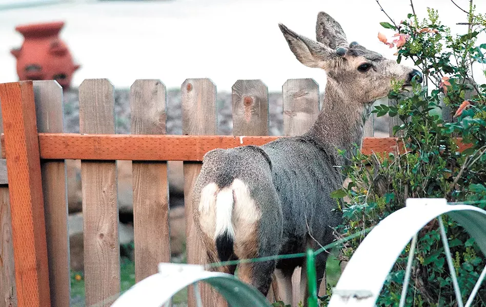 A deer munches foliage in the backyard of a Latah Valley neighborhood. - DANIEL WALTERS PHOTO
