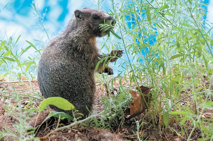 A marmot munches on some foliage on the north bank of Riverfront Park. - DANIEL WALTERS PHOTO