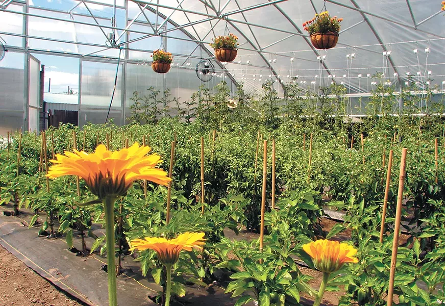 The new garden brings fresh produce to in-house products. - CARRIE SCOZZARO PHOTO
