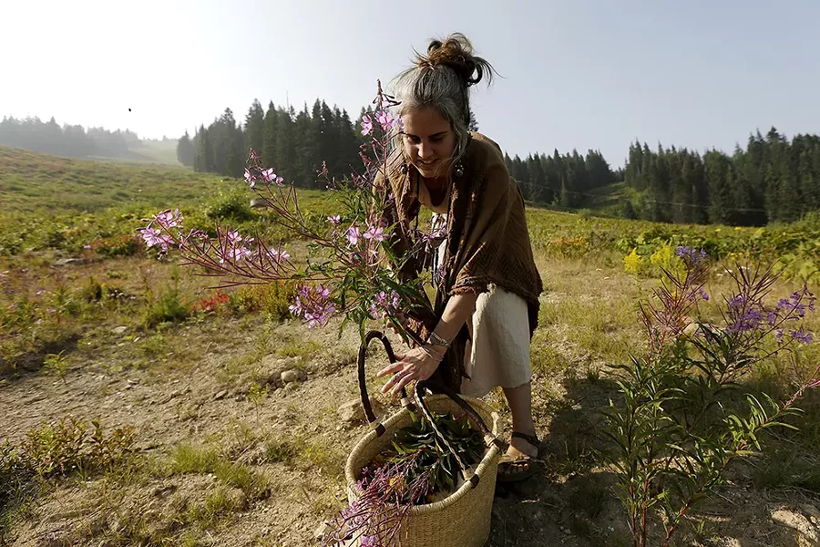 Aubrey Mundell, the Wandering Lemurian, harvests fireweed at Mount Spokane. - YOUNG KWAK