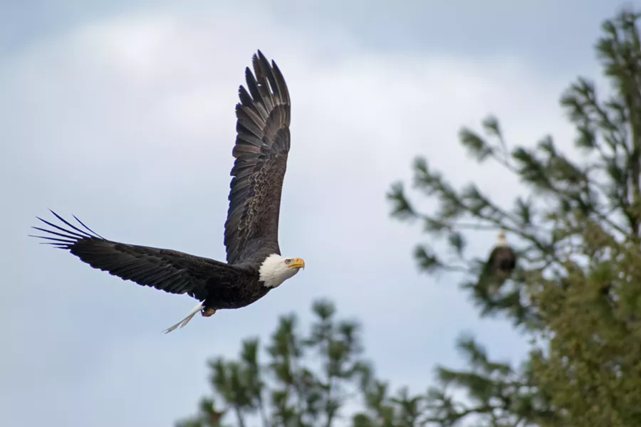 The eagles are back in town. - WILSON CRISCIONE PHOTO
