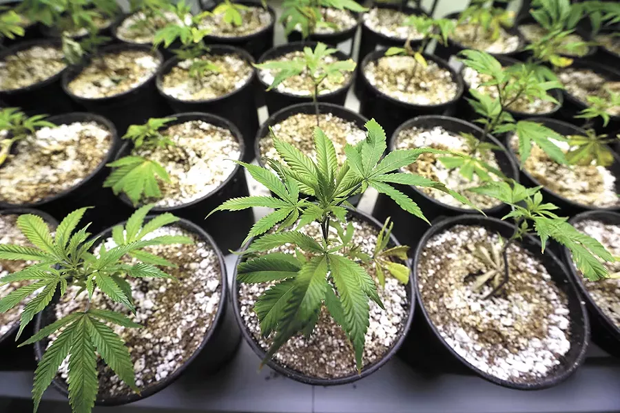 Is your green thumb going to waste?