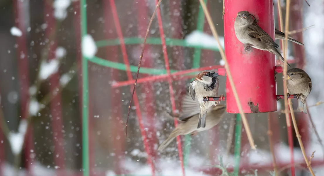 Sparrows flitter about the Spokane snow on Friday morning. - DANIEL WALTERS PHOTO