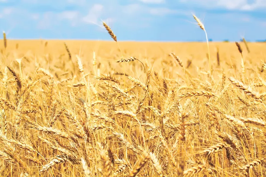 coverwheat.jpg