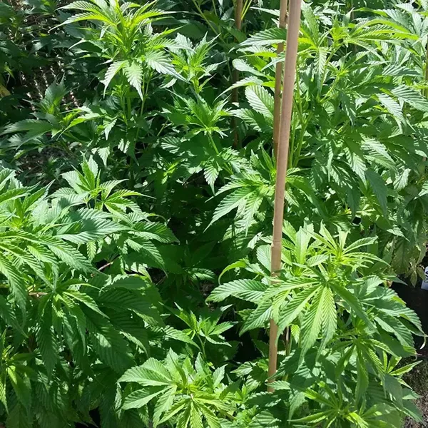 BBB FARMS FACEBOOK