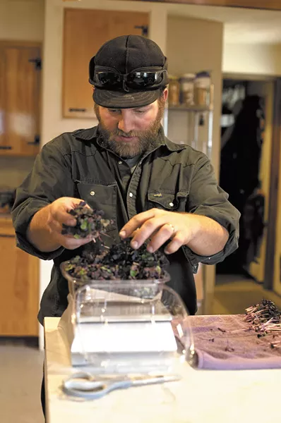 James Finlay readies microgreens for sale. Finlay and his wife Mary grow and harvest the greens year-round at their Hayden-area home. - ANNIE KUSTER