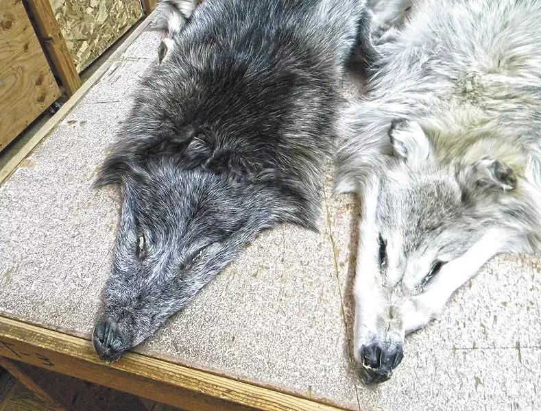 Two wolf pelts at Moscow Hide and Fur. - JAKE THOMAS
