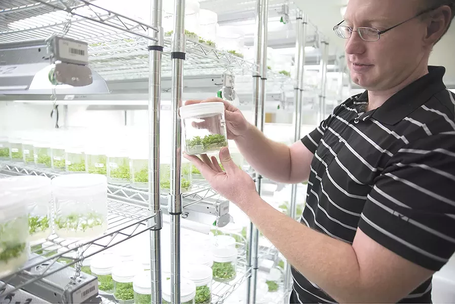 Phytelligence's Tyson Koepke in the company's lab in Pullman. - TARYN PHANEUF