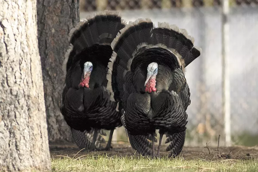 An estimated 250 wild turkeys call Spokane's South Hill home. - YOUNG KWAK