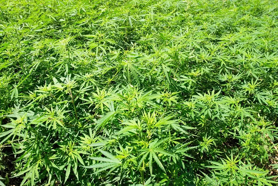 marijuanafield.jpg