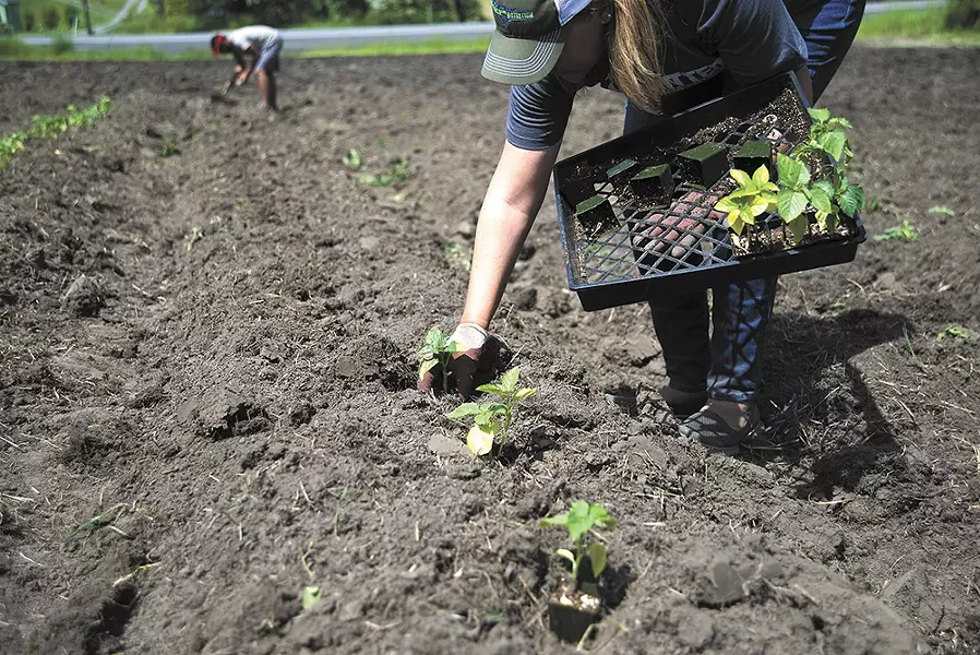 Vets on the Farm volunteer Marnie Vandenberg places plants in the ground at the organization’s learning farm in Spokane. - TARYN PHANEUF