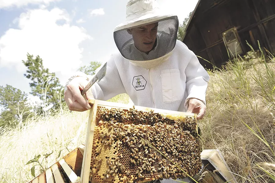 Honeybees, often mistaken for wasps, are generally docile unless provoked. - YOUNG KWAK