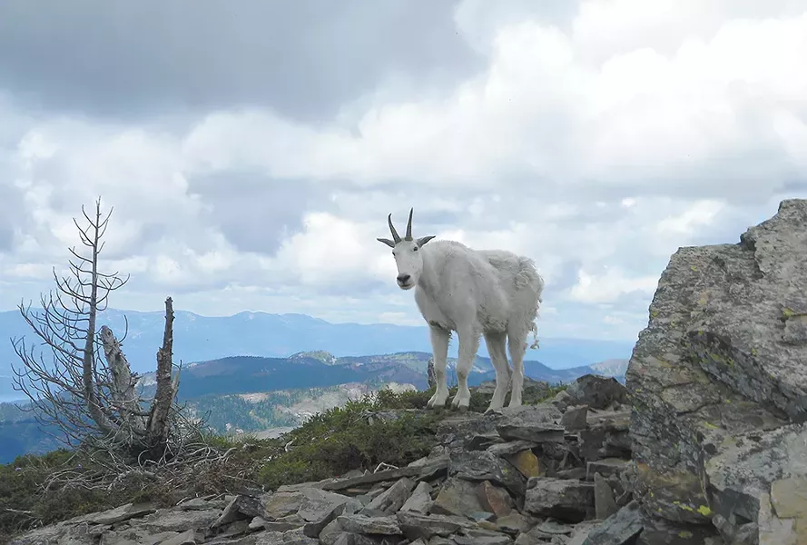 Problems arise when mountain goats start to see humans as easy sources of food or salt. - JAKE THOMAS