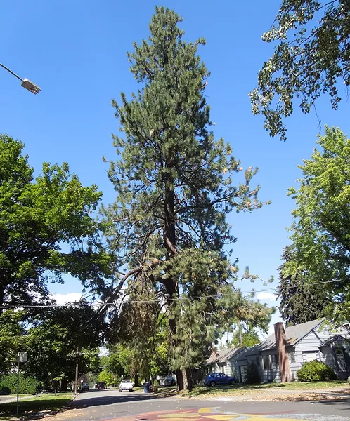 Spokane Ponderosa
