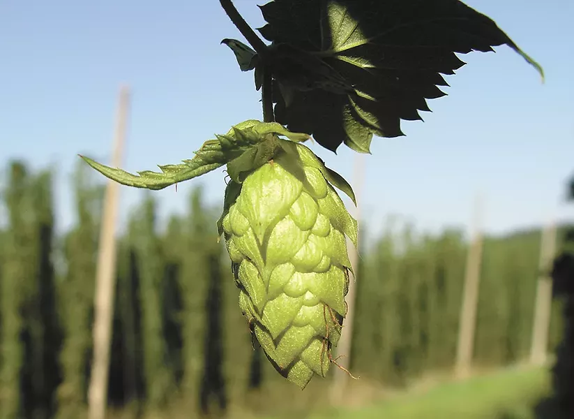 The hops have been harvested—now it's time to drink them up.