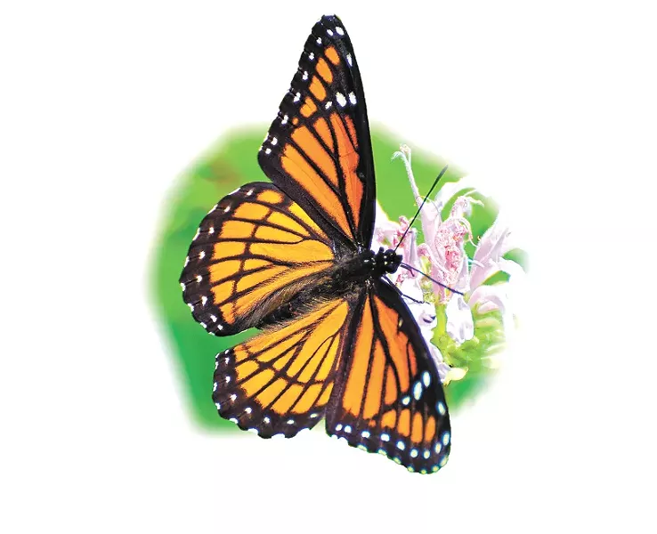 cult7-1-c865cb7b6bc0b793.jpg