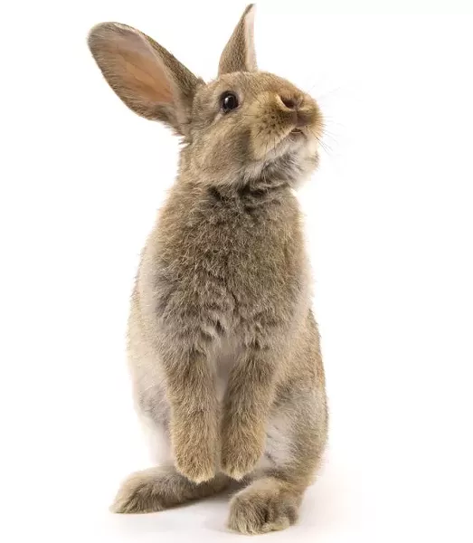 rabbit-13e812b27f261324c39.jpg