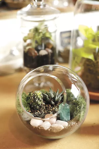 An open terrarium. - YOUNG KWAK
