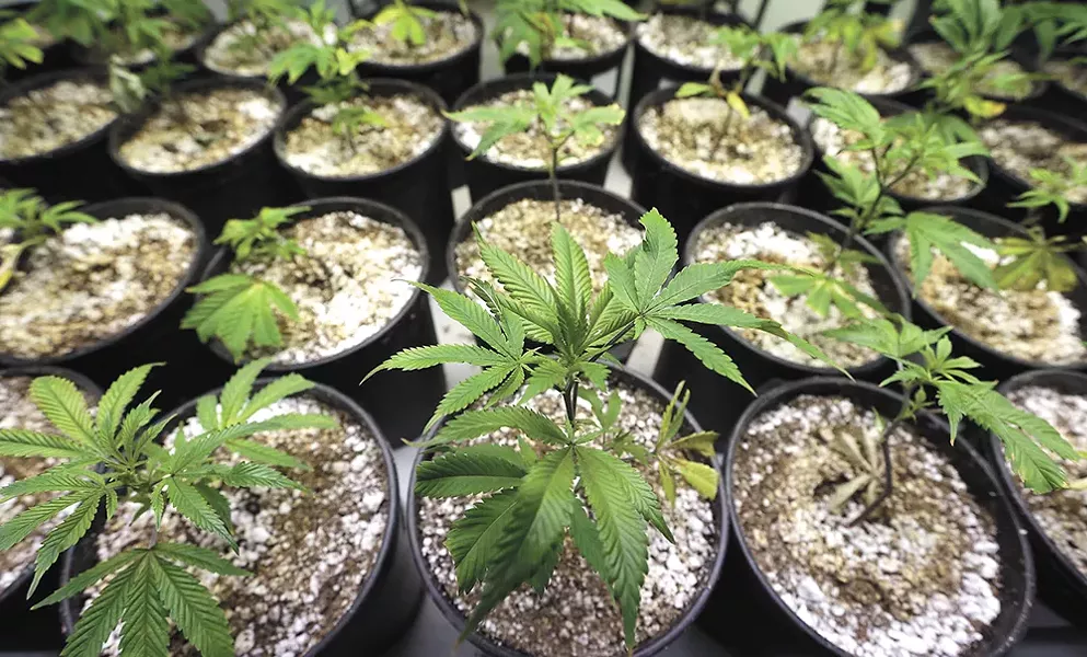 Two bills would legalize growing your own weed.