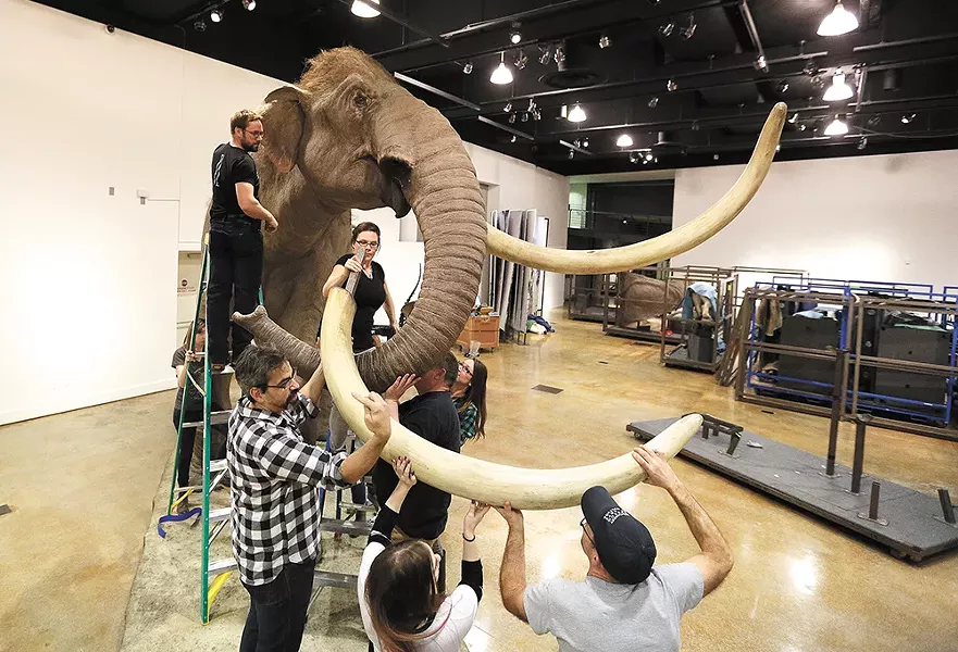 Museum staff assemble a life-size model of the Columbian mammoth. - YOUNG KWAK