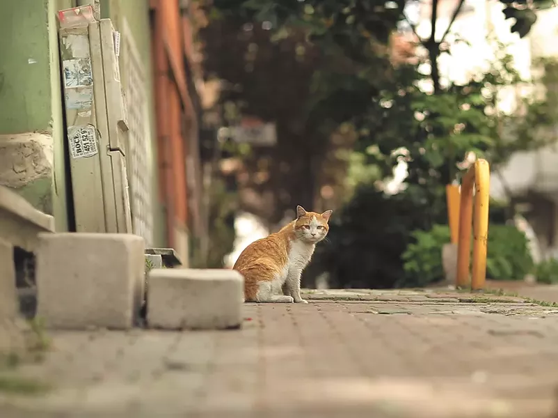 The cats are the true stars of Kedi.