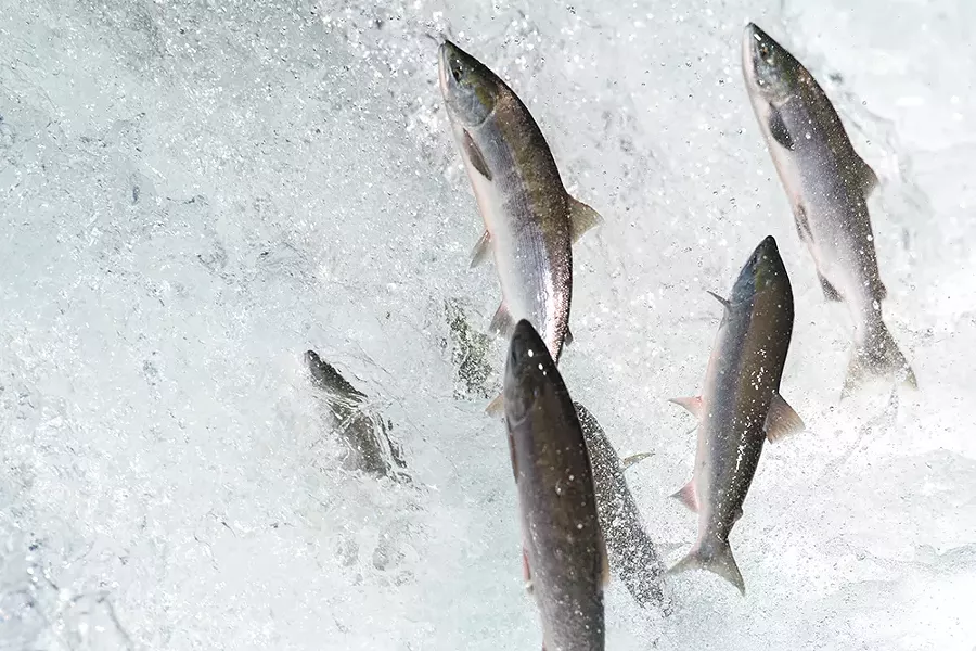 Even if new technology is able to send salmon shooting over Grand Coulee, the habitat beyond may not be hospitable.
