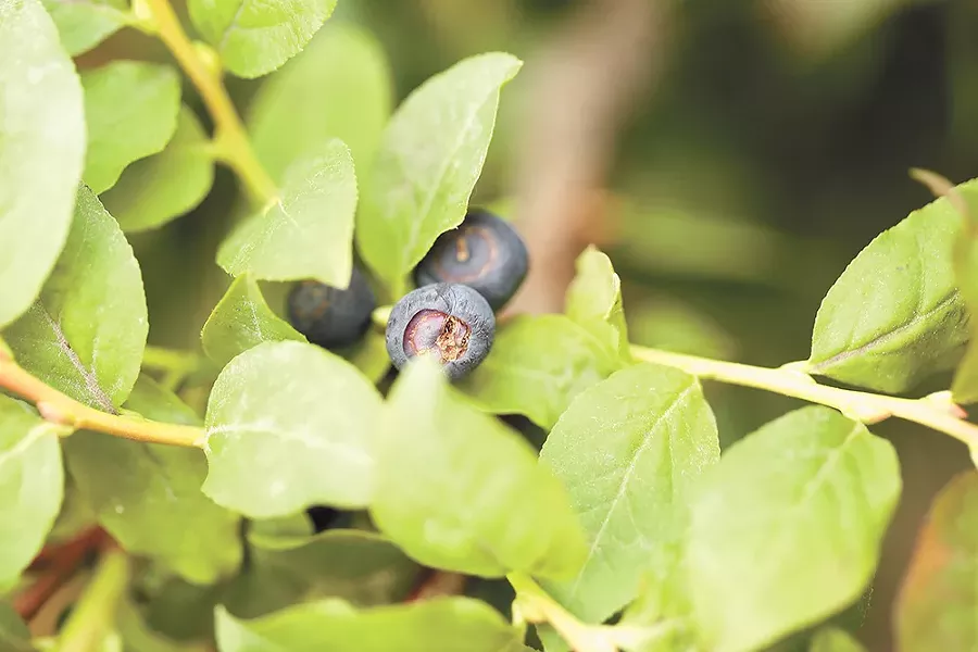 Trouble finding the elusive berries? Try the Guide to North Idaho. - YOUNG KWAK