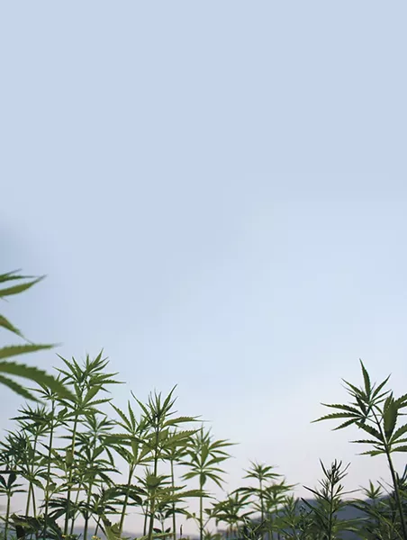 The first legal hemp plants are growing on the Colville Reservation. - SAMANTHA WOHLFEIL