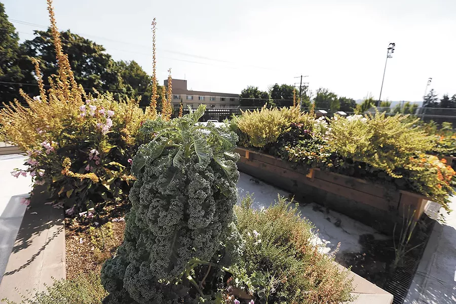 Some ingredients, like this kale served at Gonzaga are even grown on campus. - YOUNG KWAK