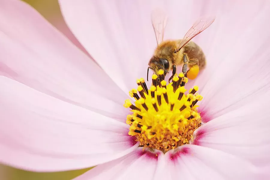 A bee goes to work. - YOUNG KWAK