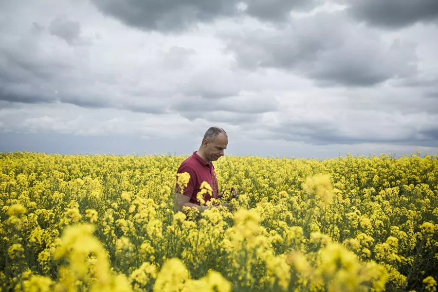 Arnaud Rousseau, a sixth-generation farmer, walks among his rapeseed fields in Trocy-en-Multien, France, May 9, 2016. Rapeseed yields in Europe, where genetically modified crops are banned, remain higher than in Canada, where GMOs have long been in use. “My grandfather had horses and cattle for cropping,” Rousseau said. “I’ve got tractors with motors.” - ED ALCOCK/THE NEW YORK TIMES