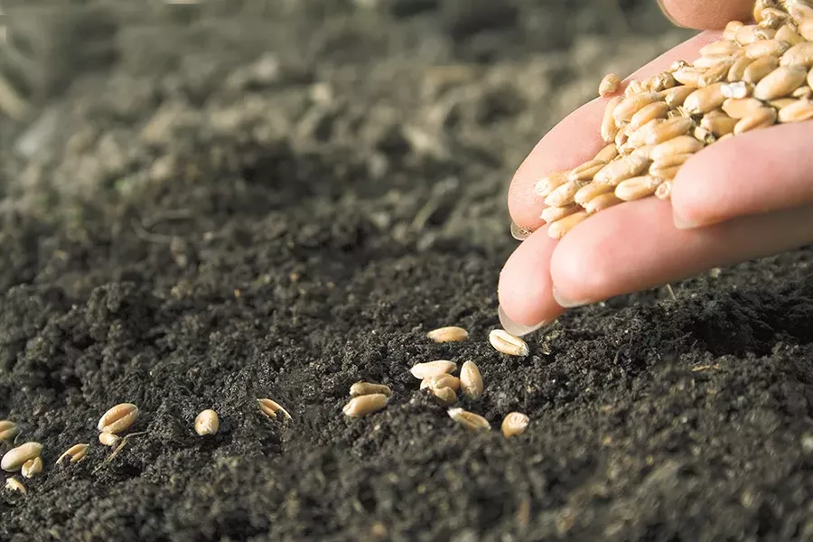 'Tis the season to start thinking about your seeds
