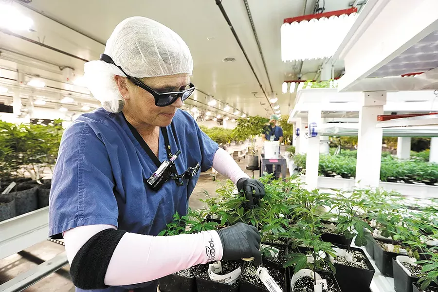 GrowOp Farms' growing facility is a bit like a hospital. A really chill hospital. - YOUNG KWAK