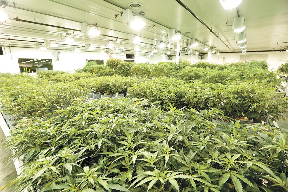 Industry experts say Washington grew too much cannabis, and it could be a  serious problem | Local News | Spokane | The Pacific Northwest Inlander |  News, Politics, Music, Calendar, Events in