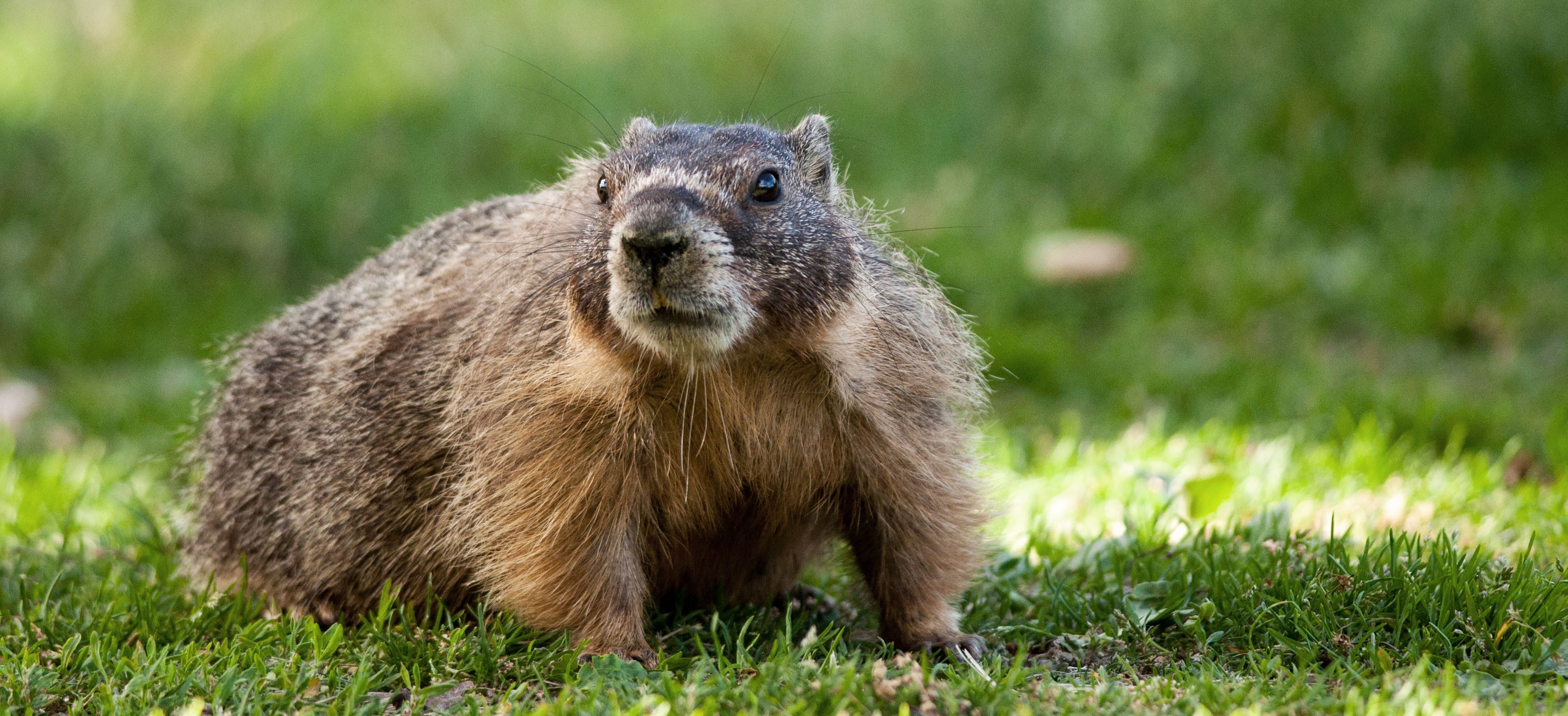 Fantastic marmots and where to find them, near downtown Spokane ...