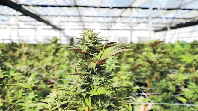 Assume this: You are what you smoke.