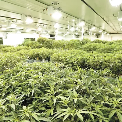 Growing pot at home could become legal in Washington state