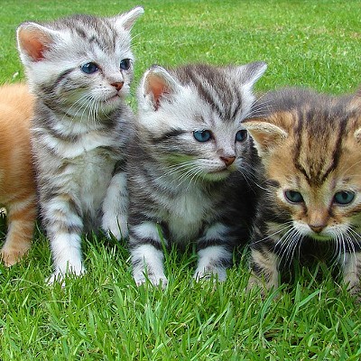 SCRAPS: Adopt a Spokane kitten right meow!