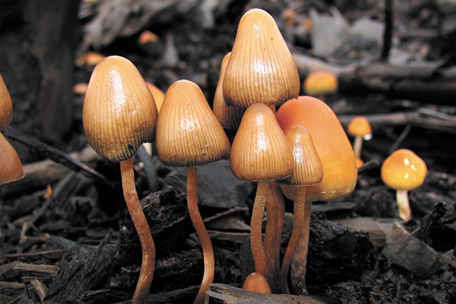 Do psychedelic mushrooms show up in a drug test