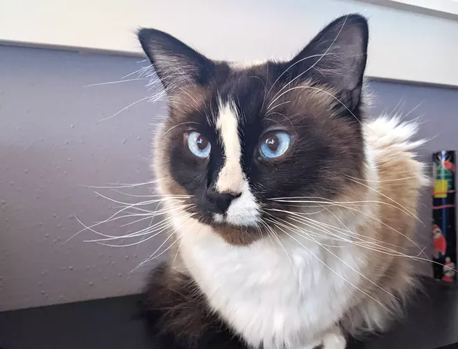 Ever wonder what your cat's trying to tell you? - Vimarsana News