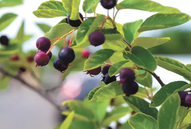 Celebrate Huckleberries - Vimarsana News