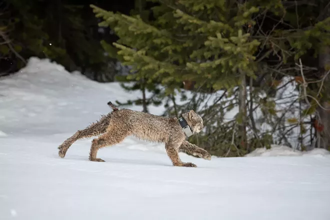 Wildcats, homelessness, labor battles, one shockingly normal election and more — here are our best stories from 2022 | Local News | Spokane | The Pacific Northwest Inlander | News, Politics, Music, Calendar, Events in Spokane, Coeur d'Alene and the Inland Northwest - Vimarsana News